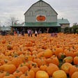 Life is gourd: 8 pumpkin patches near Toronto you have to visit this fall
