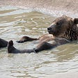 A bear is sitting in a river relaxing.