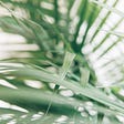 Medium green palm fronds