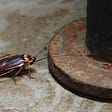 Cockroach farms in China minimise food waste and feed livestock