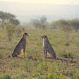 Two cheetahs sitting opposite each other in a field, appearing like they are having a conversation.