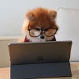 Dog wearing glasses looking at tablet screen