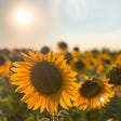 Sunflowers: a symbol of Ukrainian national identity.