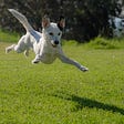 A dog jumping in the air.