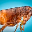 Study resolves the position of fleas on the tree of life