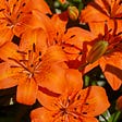 Orange Lily flowers. Photo taken by Randy Cooper.