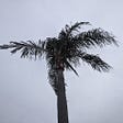 A palm tree blowing in a storm
