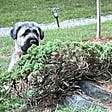Fergus the Bouvier des Flandres hiding behind a bush. Article by Elise Chidley
