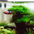 A betta fish swimming in front of plants.