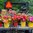 Photo of a bunch of red and yellow buckets filled with fresh flowers on the back on a truck bed out on a farm