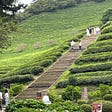 Green tea leaves and steps up a hill in Boseong South Korea