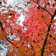A picture of a tree with bright red leaves