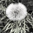 Our existence like a dandelion is intricate & ephemeral … quite extraordinary