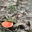 Melon colored top mushroom sits in the bottom left corner of the picture surrounded by dead leaves varying in shades of green and gray.