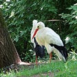 Two white storks standing under a tree.