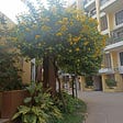 The apartment complex; Yellow Flowers