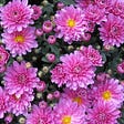 Bright pink chrysanthemums, mostly open with some still in bud.