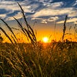 Sun on the horizon as seen in a wheat field.