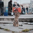 Cat on sidewalk with people behind him.