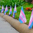 A row of small trans flags, planted in a flowerbed alongside a path