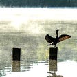 cormorant basking in the sun | Debbra Lupien, Voice of the Akashic Records
