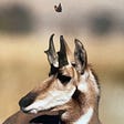 A close up of an antelope and a butterfly hovering above its head.