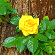Vivid yellow rose against a tree truck with green leaves