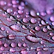 Purple leaf with raindrops