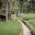 A man-made irrigation canal winds along a rice paddy.