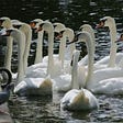 Color photo of a flock of 12 white swans in a body of water, with a small black pigeon looking on from a concrete edge.