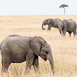 Elephants during a safari in Maasai Mara National Park in Kenya, Africa. | Check out Lifelog — golifelog.com