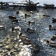 A photo of ducks swimming in a winter creek. The sun is shining on the water.