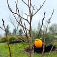 A single persimmon hangs on a barren tree in winter.