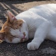 Image of a cat stretched out in the sunshine laid asleep on a pathway