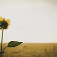 A sunflower facing away from viewer in a field.