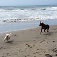Our dogs running on the shoreline at Ocean Beach