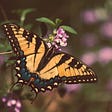 Tiger swallowtail butterfly. Photo by Scott Carroll on Unsplash