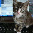 A grey kitten with big eyes is sitting on a laptop’s keyboard