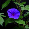 a purple flower surrounded by green leaves