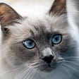 Picture of a beautiful cat with mysterious-looking blue eyes. This depicts the mystery of some really weird beliefs that some of us hold dear.