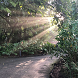 Picture of sunlight streaming down on a pathway, taken at the Botanic Gardens, Singapore