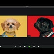 A reenactment of a Zoom interview with each profile window belonging to a cute puppy