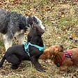 Three dogs play at the dog park. One is a grey and white, medium-sized mixed dog, one is a dark brown, German springer spaniel, and one is a small Dachshund. They are all moving fast.