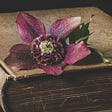 Antique book with a purple flower laying on top.