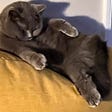 Willow, a british blue cat, is asleep on her side on top of a yellow bean bag. Her chin is resting on her chest and paws outright like she’s fallen asleep in her chair in the middle of doing a crossword puzzle.
