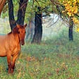 Horse on a field partly covered by trees.