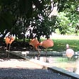 A special garden with flamingos in a big city