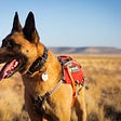 A Belgian Malinois stands in a sunny desert landscape, wearing his red working vest and smiling.