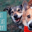 How you can help your dog lose weight and maintain their good weight. Here a corgi and a herding mix dog run and play in the park.
