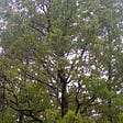 Oak Tree after the rain